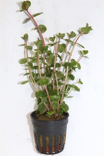 Rotala rotundifolia - Rotala à feuilles rondes en pot